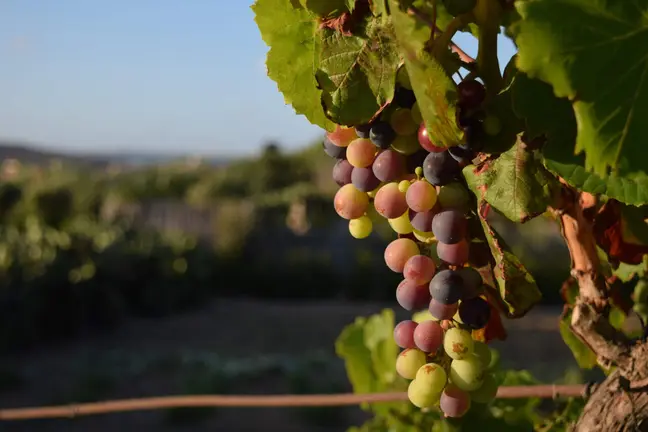 Vino, aldeas y escapadas impulsan el turismo en Valdeorras