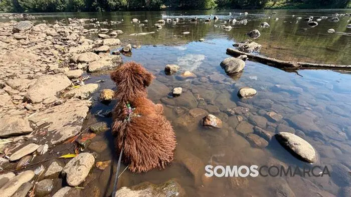 somoscomarca_obarco_malecon_perra_rio_patos