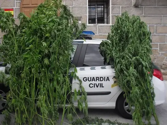 somoscomarca_mariguana_guardiacivil_2020-09-18