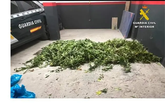 somoscomarca_20260908_PETIN_CANNABISINCAUTADO4432