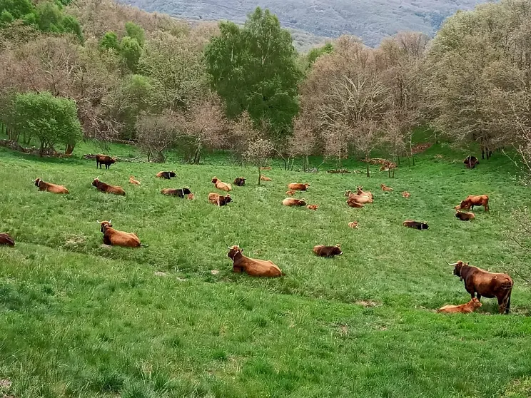 somoscomarca_vacas-animales-aldeamodelo_meixide_Aveiga_portada_2022-05-13