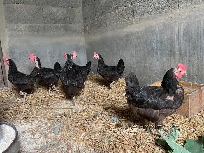 somoscomarca_animales_gallinas_gallinero_2022 (1)