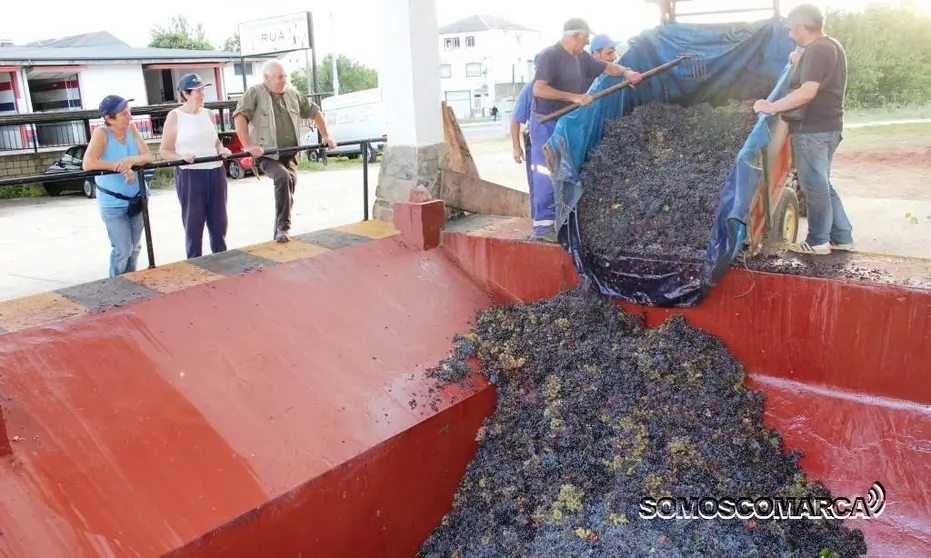 Vendimia cooperativa Rúa. Colector uvas.