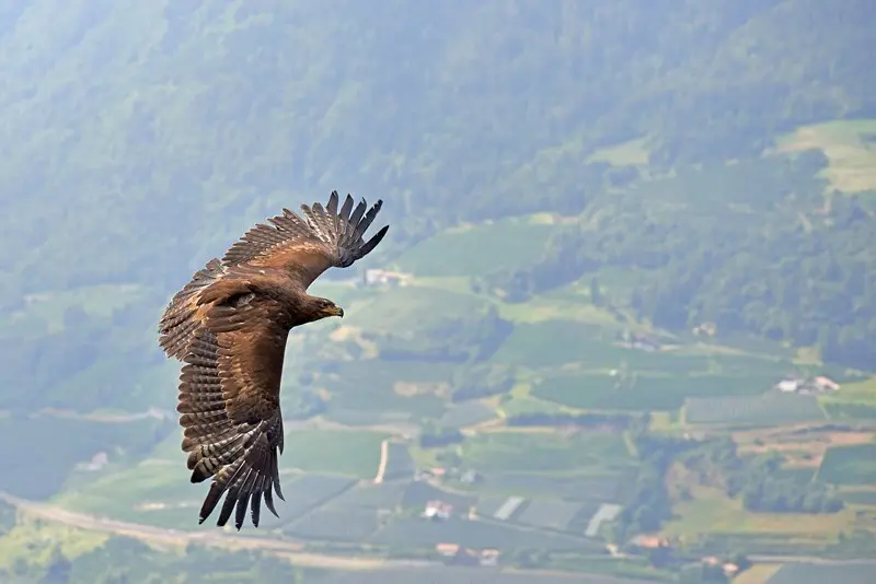 Soaring Bald Eagle