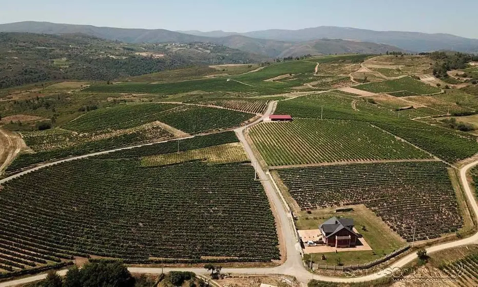 Imagen aérea de viñedos en A Portela (Larouco)