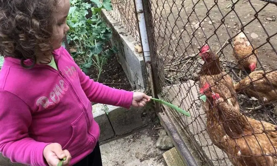 Dando de comer a las gallinas