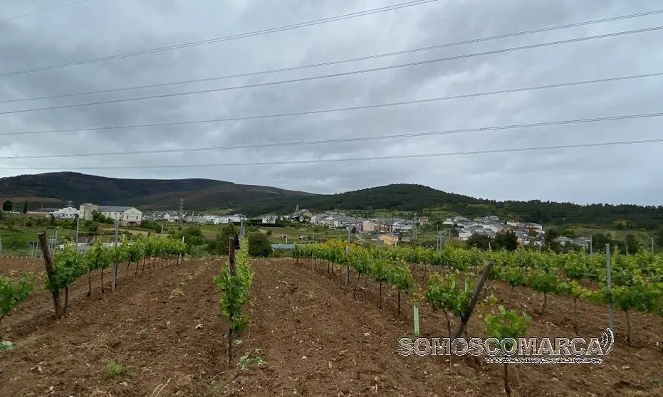 Viñedos y vista de Larouco