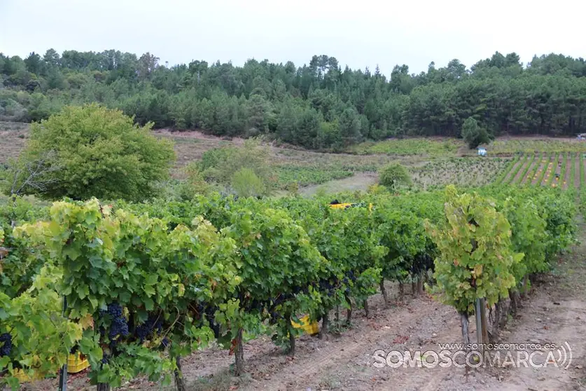 somoscomarca_obarco_vendimia_viñaredo_santamarta_mencia_temporeros_2021 (4)