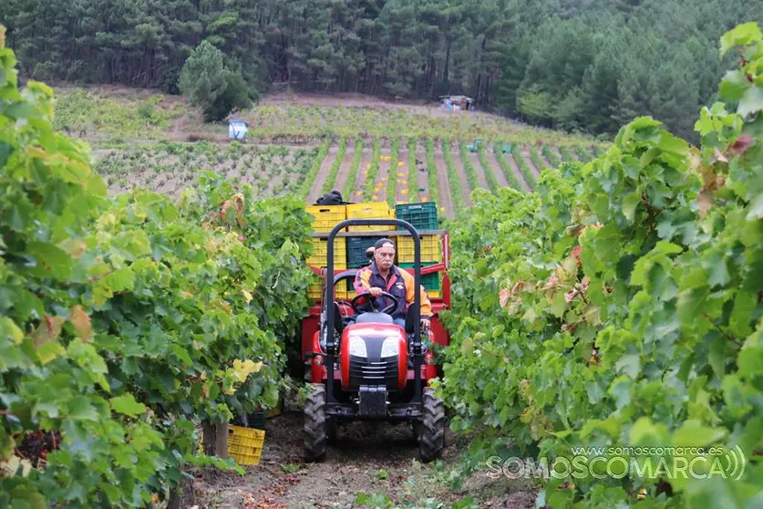 somoscomarca_obarco_vendimia_viñaredo_santamarta_tractor_2021 (4)