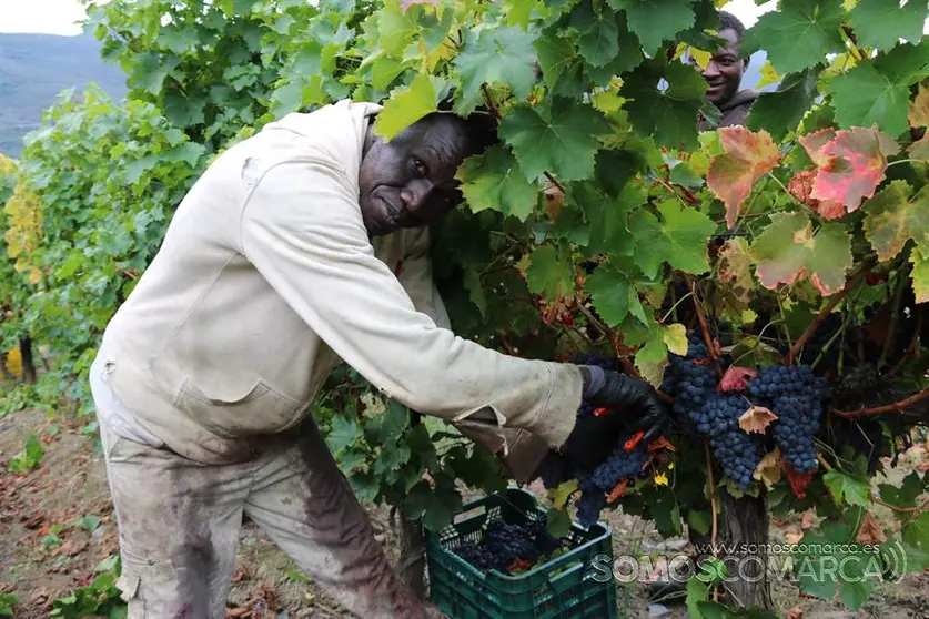 somoscomarca_obarco_vendimia_viñaredo_santamarta_mencia_temporeros_2021 (8)