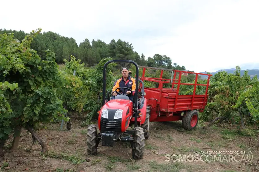 somoscomarca_obarco_vendimia_viñaredo_santamarta_temporeros_2021 (20)