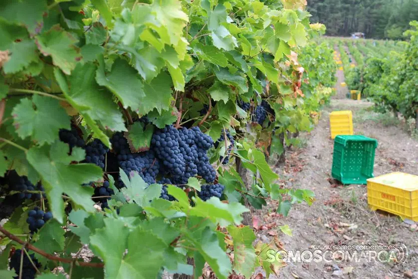 somoscomarca_obarco_vendimia_viñaredo_santamarta_temporeros_2021 (22)