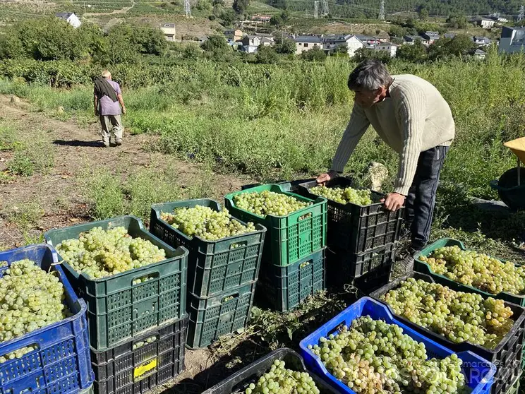 somoscomarca_vilamartin_vendimia_uvas_godello_2021