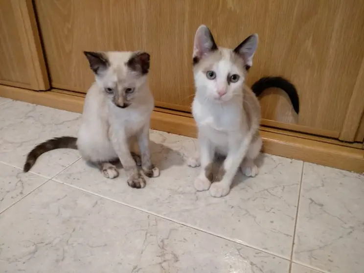somoscmoarca_gato_patrullafelina_2021-09-25 (1)