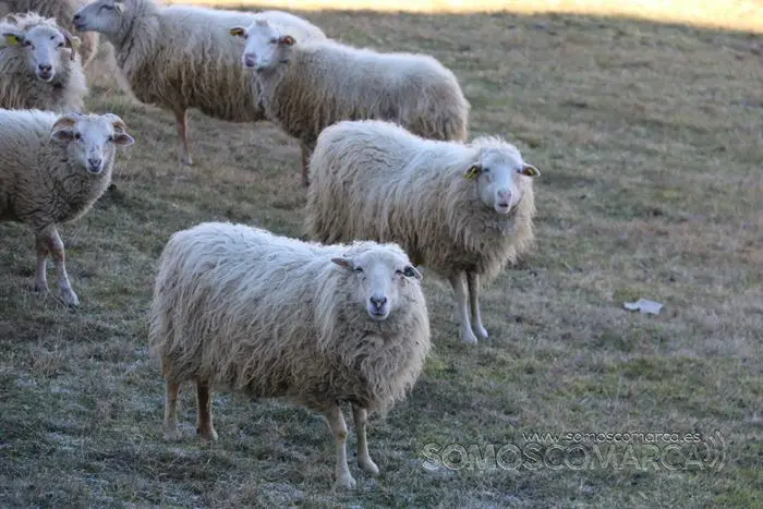somoscomarca_animales_celavente_ovejas_carnero__2022_02_08 (3)
