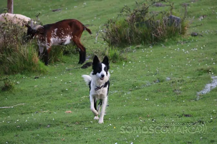 somos comarca_sanjulian_animales_manolo_cabras_vacas_terneros_ovejas_gatos_gallos_perros_2022 (34)