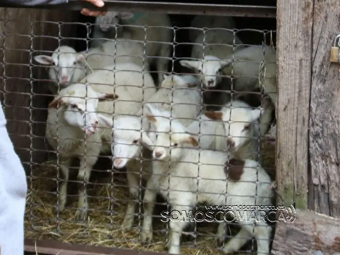 Ovellas de San Xulián otivo da desputa que manteñen dous veciños