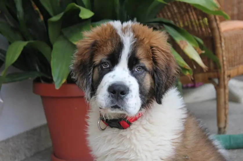 somoscomarca_perro_sanbernardo_cachorro_roque