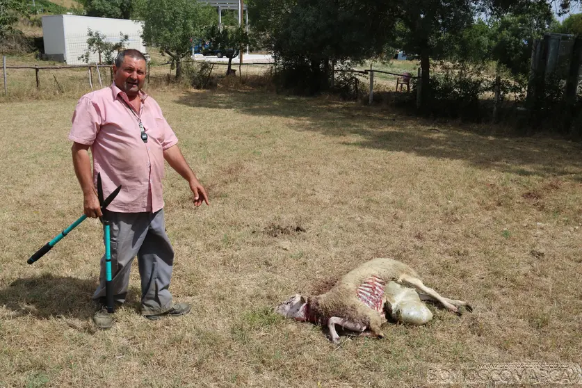 somoscomarca_oveja_lobo_larouco__2022--08-10 (2)