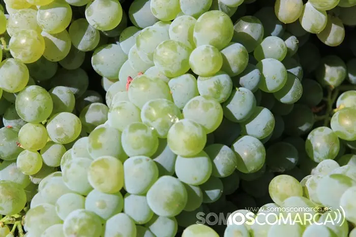 godelloVendimia y uvas, Godeval la vedimia más temparana de Galicia (4)