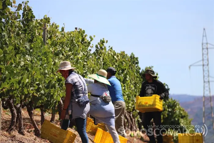 Vendimia y uvas, Godeval la vedimia más temparana de Galicia (30)