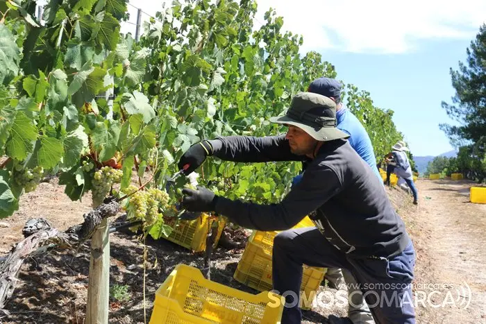 Vendimia y uvas, Godeval la vedimia más temparana de Galicia (38)