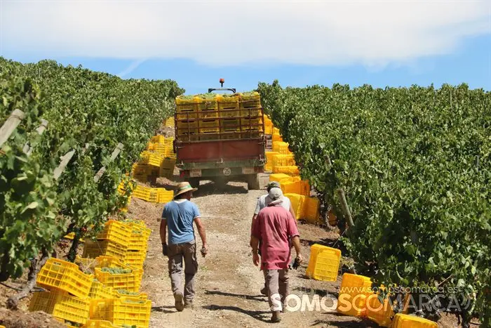 Vendimia y uvas, Godeval la vedimia más temparana de Galicia (46)