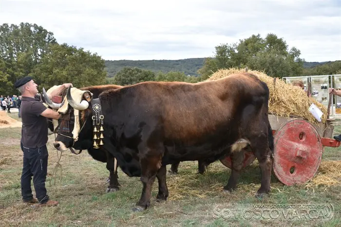 Crianza Trevinca, exposición ganadera y agrícola (15)