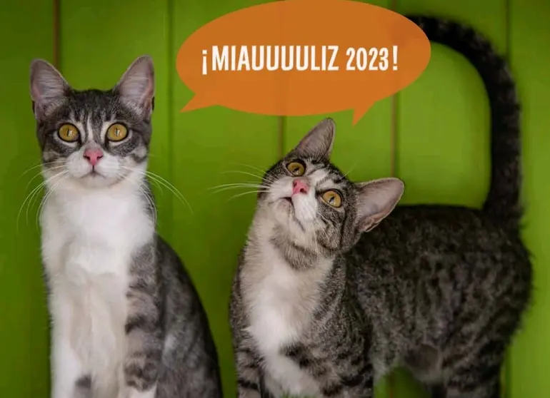 somoscomarca_patrullafelina_calendario_2022-11-29