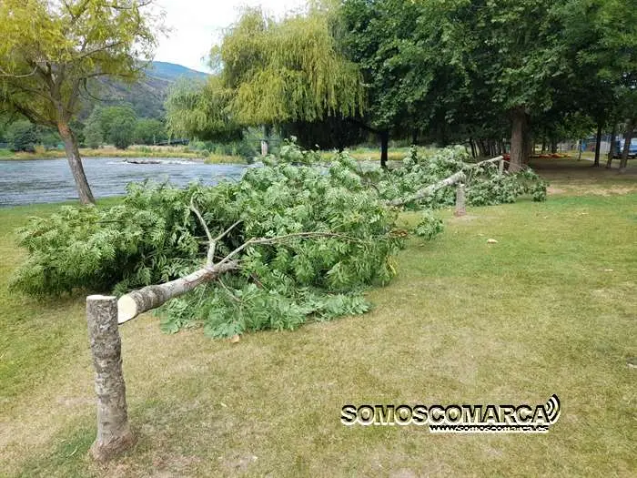 somoscomarca_obarco_playafluvial_arbolescortados