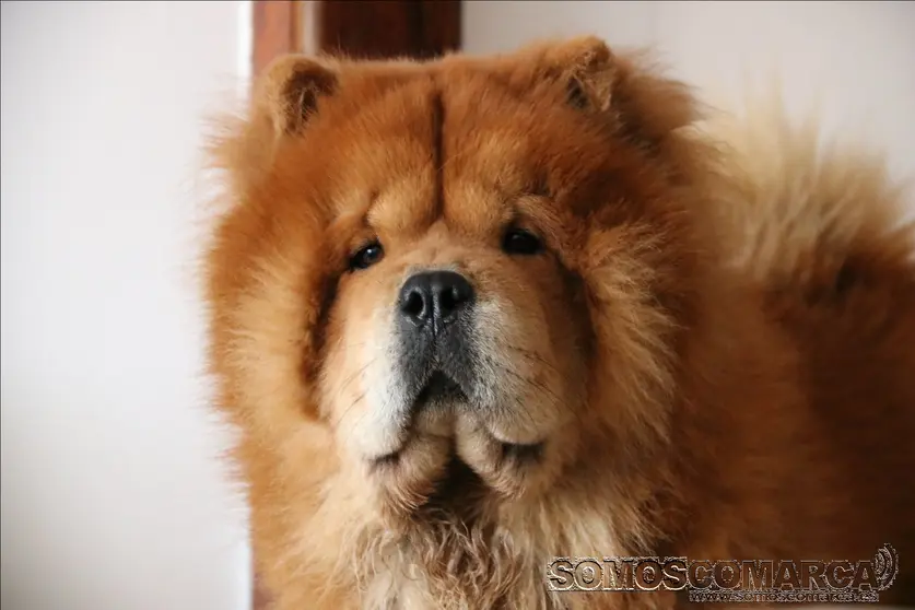 p_somoscomarca_perro_chowchow_turko_2023-09-29