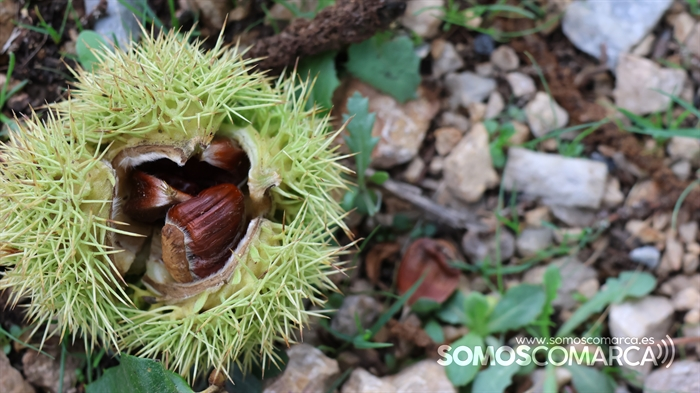 p_somoscomarca_231017_castañas_gherizoz_peste_hongos_enfermedadherizocastañas (6)