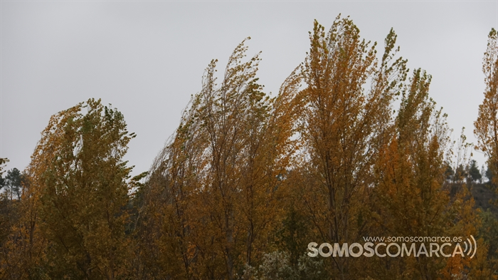 somoscomarca_2311104_obarco_arboles_chopos_otoño_viento (2)