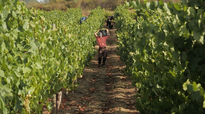 somoscomarca_obarco_cooperativabarco_vinosbarco_vendimis (4)