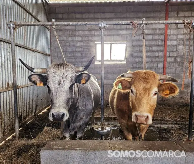 somoscomarca_240319_manzaneda_granja_vacas (4)