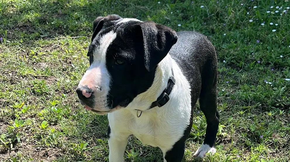 portada_perro