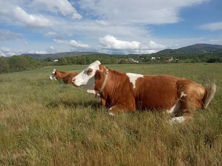 P_somoscomarca_2408022_viana_vacas_pinza_cedida363