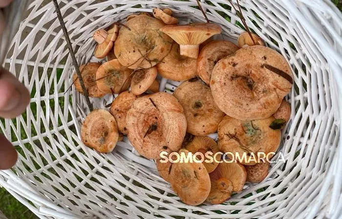 somoscomarca_202410setas_choupin_lepiota4207