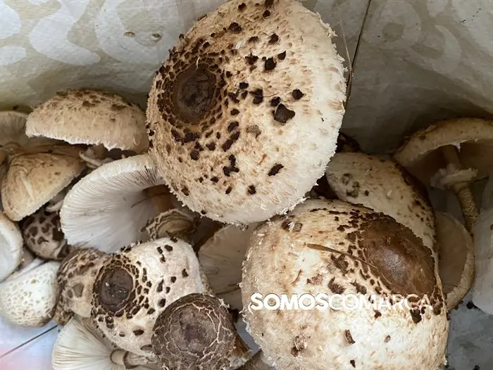 somoscomarca_202410setas_choupin_lepiota4209