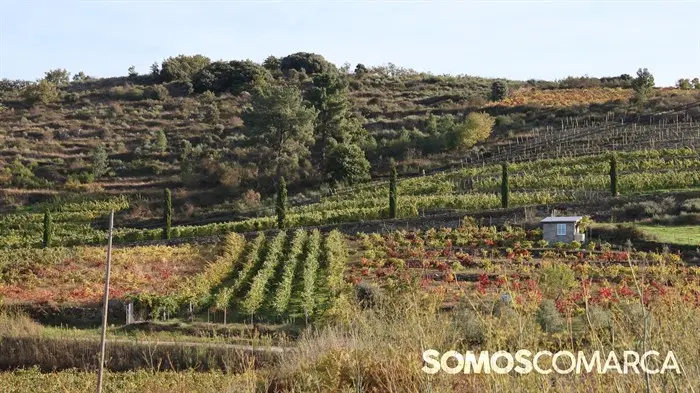 somoscomarca_20241025_falcueira_viñedos_viñas_otoño_latoscanagallega (3)