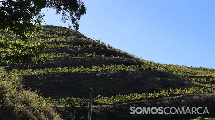 somoscomarca_20241028_santurxo_viñas_otoño (2)