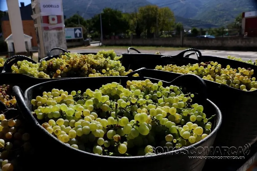 p_somoscomarca_20240131_uvas_cestosuvas