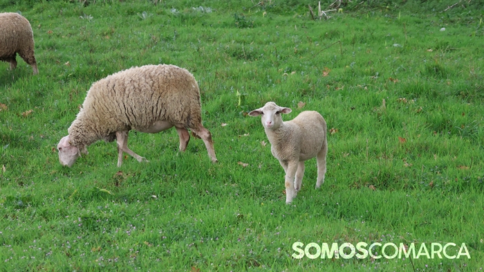 somoscomarca_obarco_animales_cordero_oveja (2)