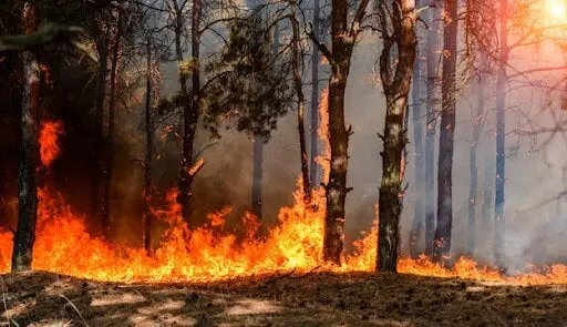 Incendios forestales en Valdeorras: cómo recibir alertas fiables y proteger tus datos