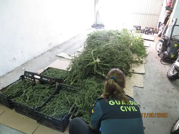 somoscomarca_trives_guardiacivil_maihuana