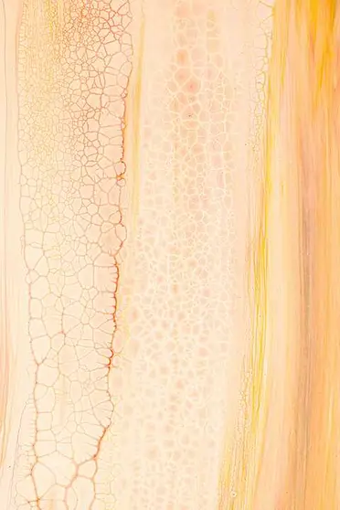  &iquest;Cu&aacute;l es el mejor col&aacute;geno? Gu&iacute;a 2025 