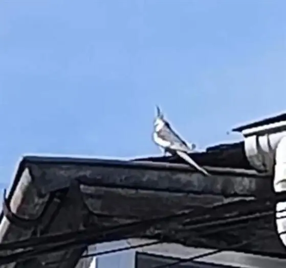 somoscomarca_202600406_vilamertin_c&oacute;rgomo_ninfa3279