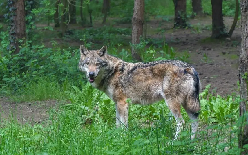 somoscomarca_lobo_imagensinregalias
