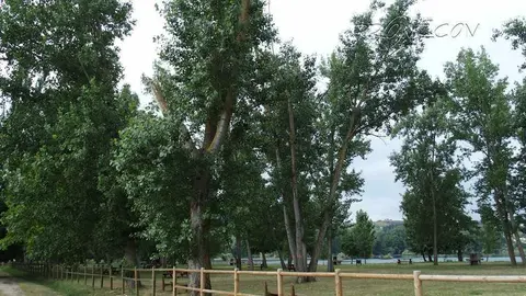 Árbol caído a Chopera, A Rúa