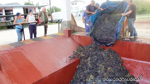 Vendimia cooperativa Rúa. Colector uvas.